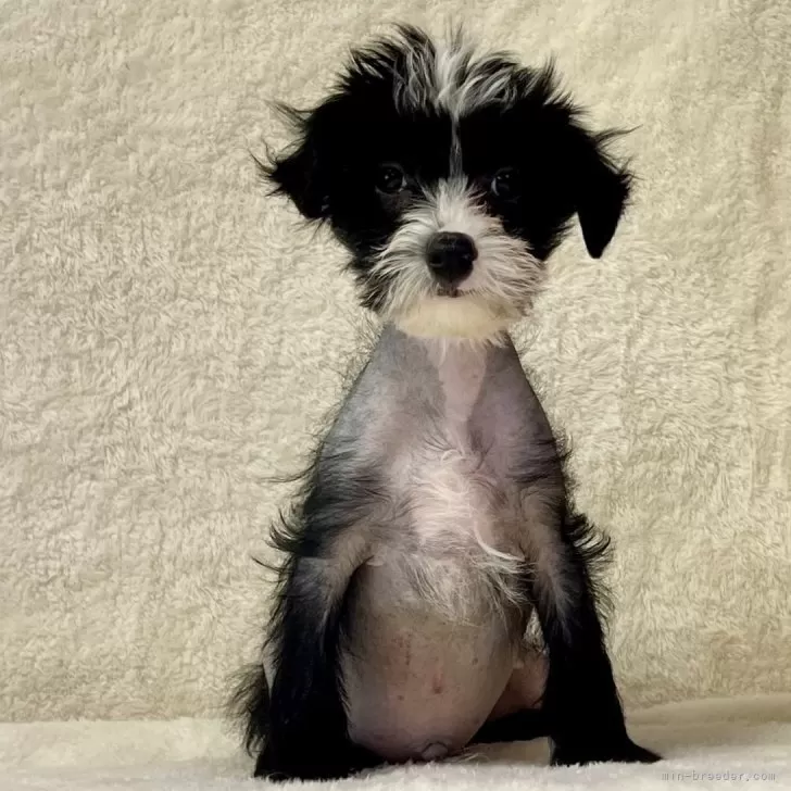 ID:2410-03916の子犬