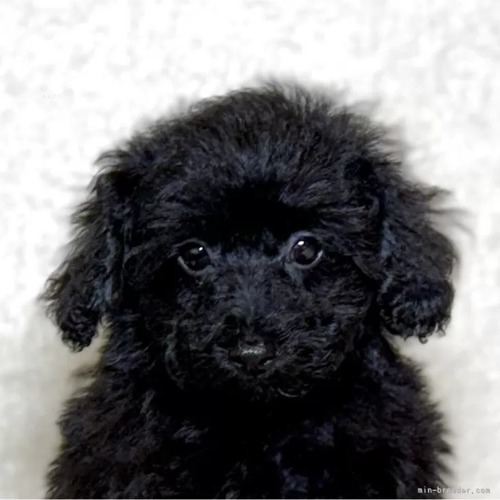 ID:2507-09079の子犬