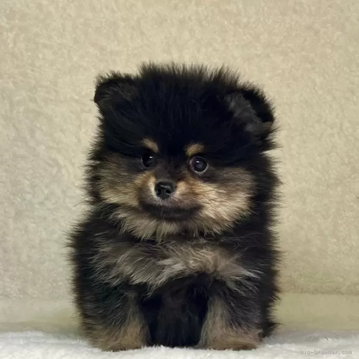 ID：2502-07011の子犬