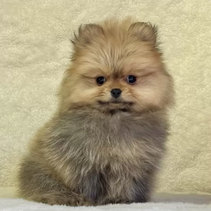 ID:2412-00632の子犬