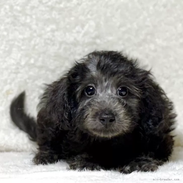 ID:2507-05020の子犬