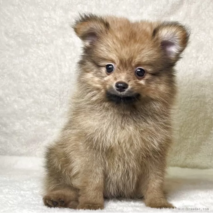 ID:2505-01738の子犬