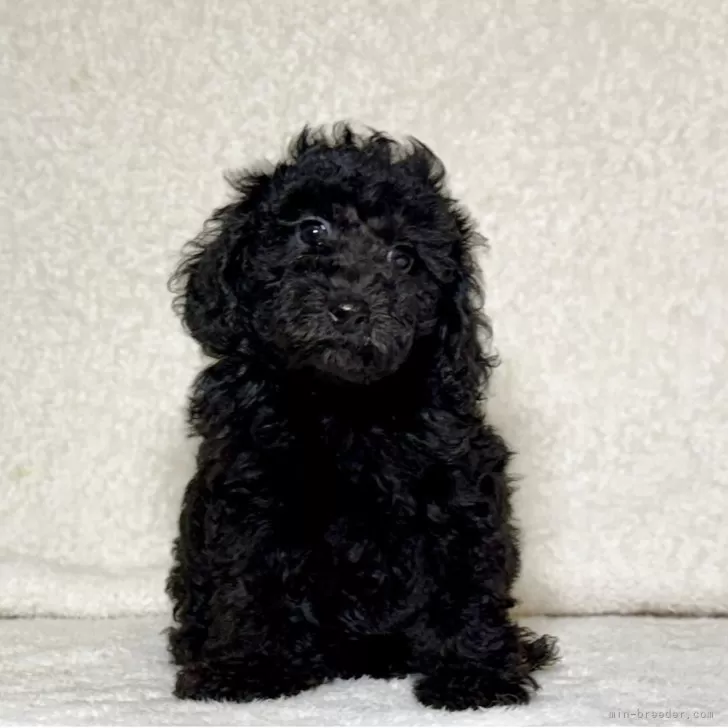 ID:2507-09084の子犬