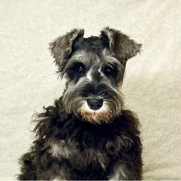 ID：2502-01495の子犬