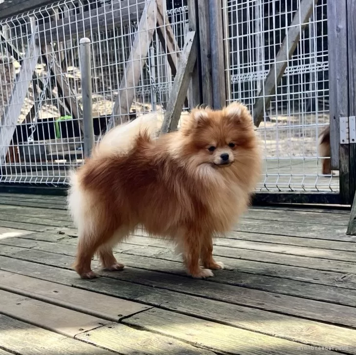 ID:2406-04063の子犬