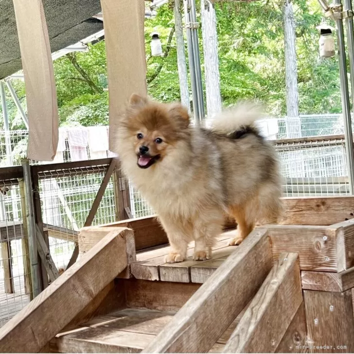 ID:2502-07010の子犬