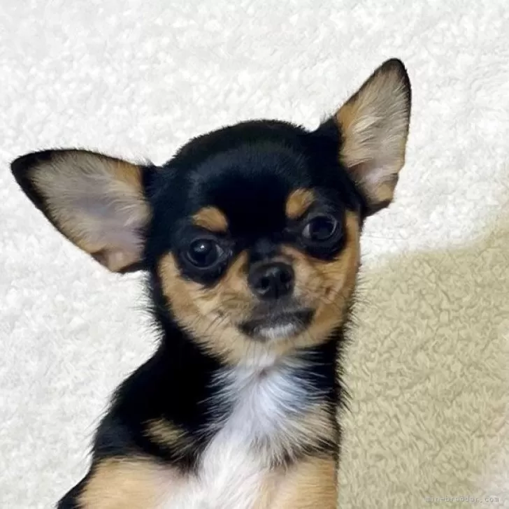 ID:2504-02573の子犬