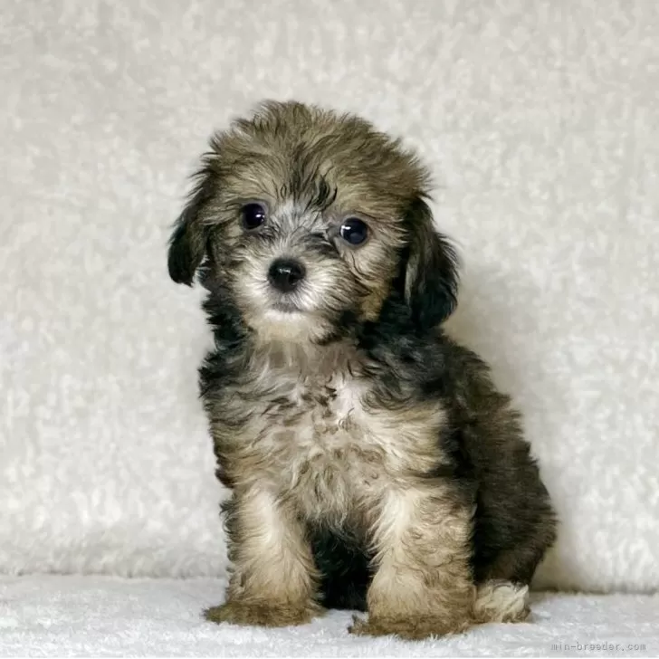 ID:2508-01020の子犬