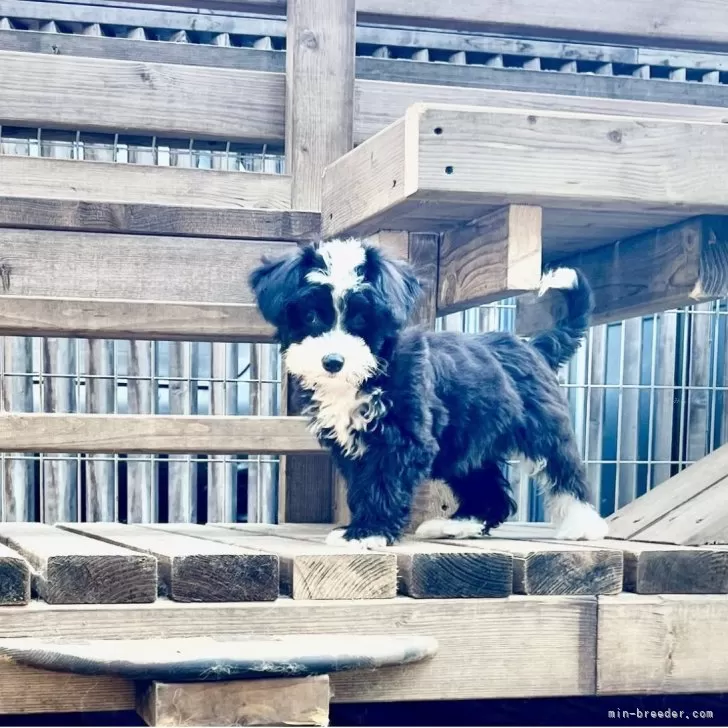 チャイニーズ・クレステッド・ドッグ【神奈川県・女の子・2025年7月29日・ブラック&amp;ホワイト】の写真1