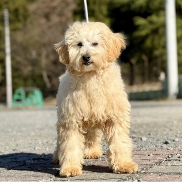 トイプードル(トイ)【神奈川県・男の子・2025年6月11日・オレンジフォーン】の写真「穏やかで性格の良い可愛い男の子」