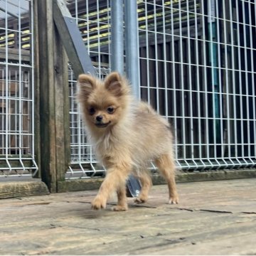 ポメラニアン【神奈川県・男の子・2025年6月8日・オレンジ】の写真「父JKCチャンピオン、小振りサイズの可愛い男の子」