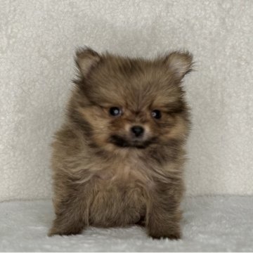 ポメラニアン【神奈川県・女の子・2025年9月4日・オレンジ】の写真「小振りサイズの可愛い女の子」