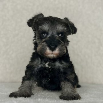 ミニチュアシュナウザー【神奈川県・男の子・2025年10月31日・ソルト&ペッパー】の写真「可愛い男の子」