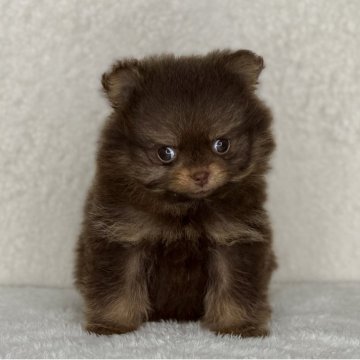ポメラニアン【神奈川県・女の子・2025年9月19日・チョコレート&タン】の写真「父JKCチャンピオンの可愛い女の子」