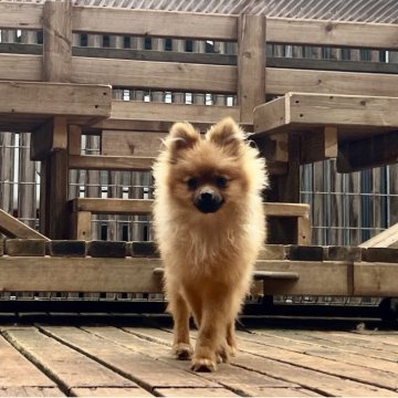 ポメラニアン【神奈川県・男の子・2025年4月17日・オレンジ】の写真「父JKCチャンピオンの可愛い男の子」