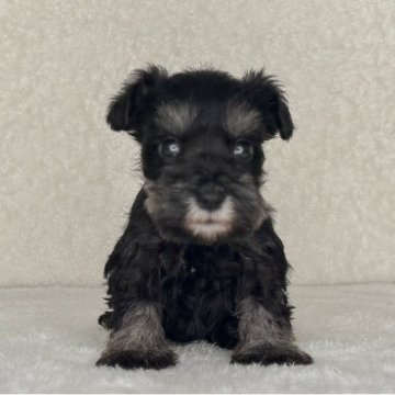 ミニチュアシュナウザー【神奈川県・男の子・2025年10月30日・ソルト&ペッパー】の写真「可愛い男の子」