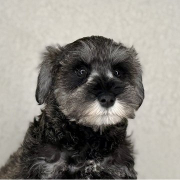 ミニチュアシュナウザー【神奈川県・男の子・2025年9月7日・ソルト&ペッパー】の写真「可愛い男の子」