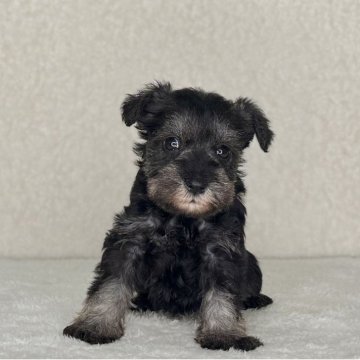 ミニチュアシュナウザー【神奈川県・女の子・2025年10月30日・ソルト&ペッパー】の写真「可愛い女の子」