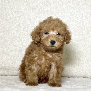 トイプードル(トイ)【神奈川県・男の子・2025年5月20日・レッドフォーン】の写真「可愛い男の子」