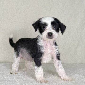 チャイニーズ・クレステッド・ドッグ【神奈川県・女の子・2025年10月12日・ブラック&ホワイト】の写真「可愛い女の子」