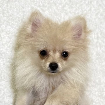 ポメラニアン【神奈川県・女の子・2025年5月22日・クリーム】の写真「父JKCチャンピオンの可愛い女の子」