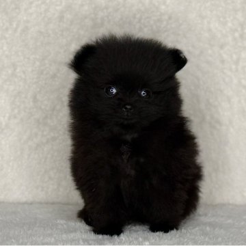 ポメラニアン【神奈川県・女の子・2025年9月19日・ブラック】の写真「父JKCチャンピオンの可愛い女の子」