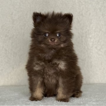 ポメラニアン【神奈川県・男の子・2025年9月19日・チョコレート&タン】の写真「父JKCチャンピオンの可愛い男の子」