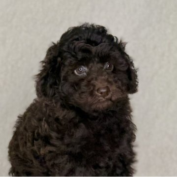 トイプードル(トイ)【神奈川県・男の子・2025年10月10日・ブラウン】の写真「可愛い男の子」