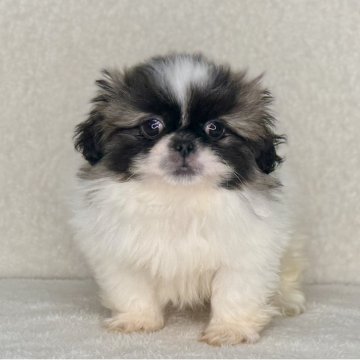 ペキニーズ【神奈川県・女の子・2025年10月1日・パーティ】の写真「可愛い女の子」
