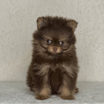 ポメラニアン【神奈川県・女の子・2025年9月19日・チョコレート&タン】の写真「父JKCチャンピオンの可愛い女の子」