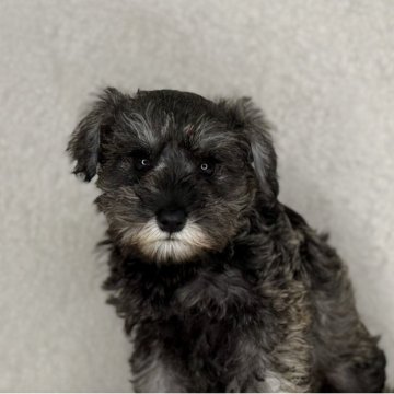 ミニチュアシュナウザー【神奈川県・女の子・2025年9月7日・ソルト&ペッパー】の写真「可愛い女の子」