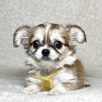 チワワ(ロング)【神奈川県・女の子・2025年3月6日・フォーン&ホワイト】の写真「父JKCチャンピオンの可愛い女の子」