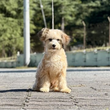 チャイニーズ・クレステッド・ドッグ【神奈川県・男の子・2025年6月7日・ブラウン&ホワイト】の写真「可愛い男の子」