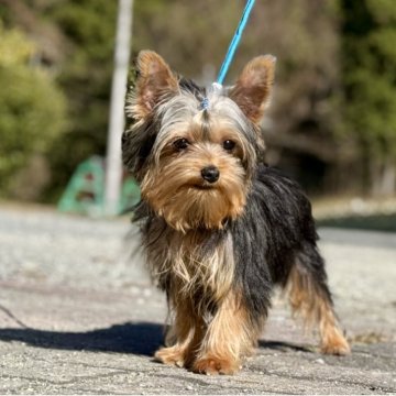 ヨークシャーテリア【神奈川県・男の子・2025年7月15日・スティールブルー&タン】の写真「小振りサイズの可愛い男の子」