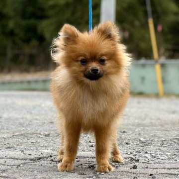ポメラニアン【神奈川県・男の子・2025年4月17日・オレンジ】の写真「父JKCチャンピオンの可愛い男の子」