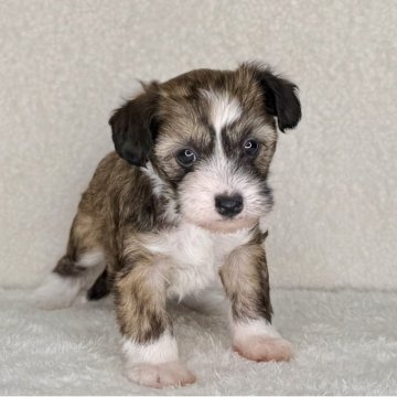 チャイニーズ・クレステッド・ドッグ【神奈川県・女の子・2025年10月24日・ブラウン&ホワイト】の写真「可愛い女の子」