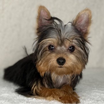 ヨークシャーテリア【神奈川県・男の子・2025年7月15日・スティールブルー&タン】の写真「可愛い男の子」