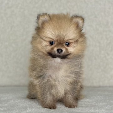 ポメラニアン【神奈川県・女の子・2025年10月22日・オレンジ】の写真「可愛い女の子」