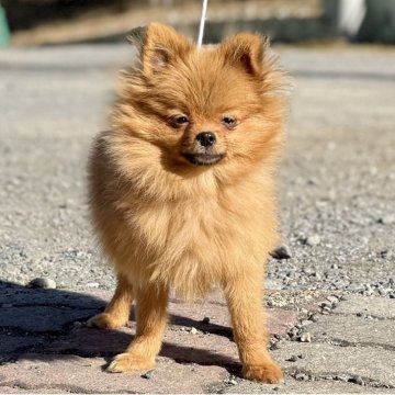 ポメラニアン【神奈川県・男の子・2025年6月8日・オレンジ】の写真「父JKCチャンピオン、小振りサイズの可愛い男の子」