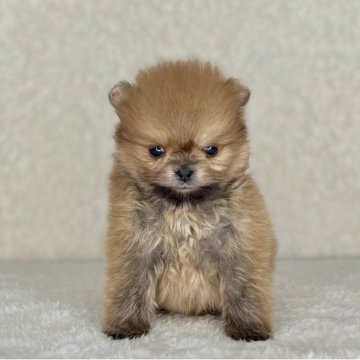 ポメラニアン【神奈川県・男の子・2025年11月5日・オレンジ】の写真「父JKCチャンピオンの可愛い男の子」