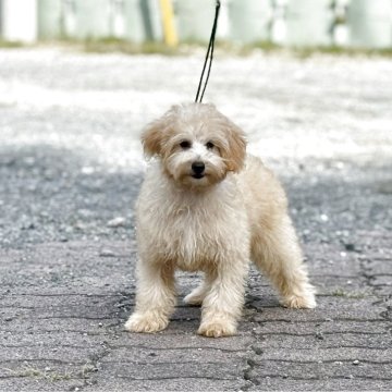 トイプードル(トイ)【神奈川県・男の子・2025年6月11日・オレンジフォーン】の写真「大きめサイズの可愛い男の子」