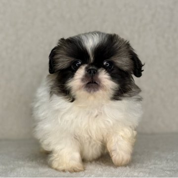 ペキニーズ【神奈川県・女の子・2025年10月1日・パーティ】の写真「可愛い女の子」