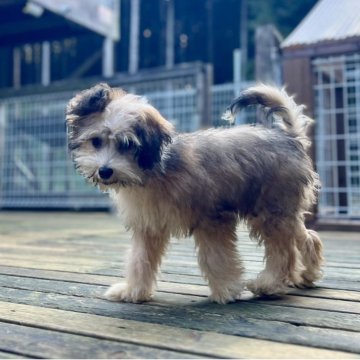 チャイニーズ・クレステッド・ドッグ【神奈川県・男の子・2025年6月7日・ブラウン&ホワイト】の写真「可愛い男の子」