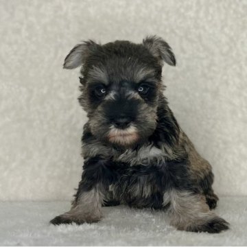 ミニチュアシュナウザー【神奈川県・女の子・2025年10月31日・ソルト&ペッパー】の写真「可愛い女の子」