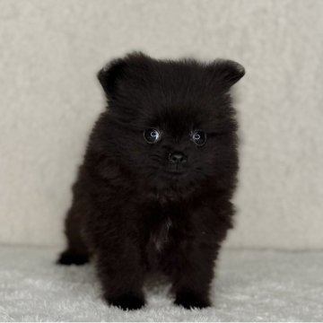 ポメラニアン【神奈川県・女の子・2025年9月19日・ブラック】の写真「父JKCチャンピオンの可愛い女の子」