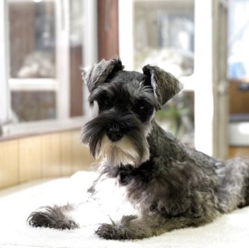 ミニチュアシュナウザー【神奈川県・女の子・2024年12月26日・ソルト&ペッパー】の写真「可愛い女の子」