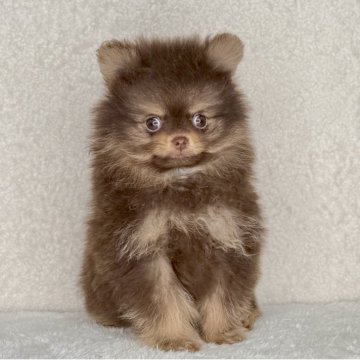 ポメラニアン【神奈川県・女の子・2025年9月19日・チョコレート&タン】の写真「父JKCチャンピオンの可愛い女の子」