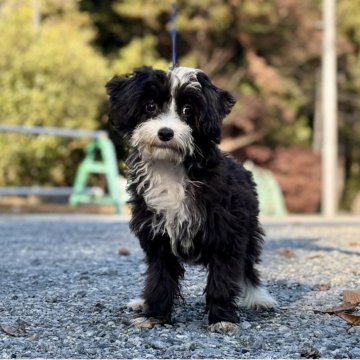 チャイニーズ・クレステッド・ドッグ【神奈川県・女の子・2025年7月29日・ブラック&ホワイト】の写真「可愛い女の子」