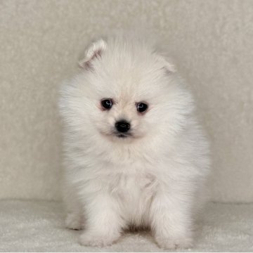 ポメラニアン【神奈川県・男の子・2025年11月6日・ホワイト】の写真「可愛い男の子」