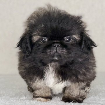ペキニーズ【神奈川県・男の子・2025年10月1日・フォーン&ホワイト】の写真「可愛い男の子」